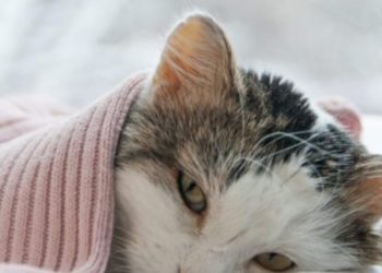 Sëmundja misterioze shfaros 30 mijë mace në Qipro