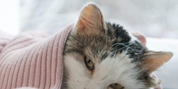 Sëmundja misterioze shfaros 30 mijë mace në Qipro