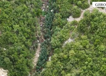 Si u zbulua me dron parcela me kanabis në Memaliaj, arrestohet 62-vjeçari (VIDEO)