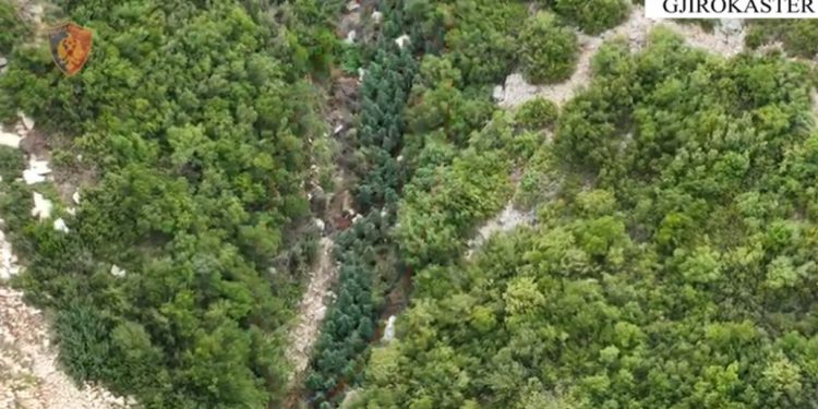 Si u zbulua me dron parcela me kanabis në Memaliaj, arrestohet 62-vjeçari (VIDEO)