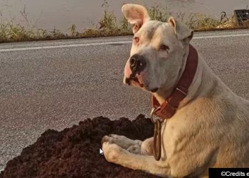 Foto virale në rrjet/ Qeni besnik pret pronarin sipër një urë të përmbytur në Greqi