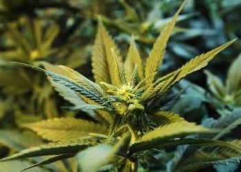 Parcela me kanabis në Greqi, zbulohet pas një viti pronari shqiptar