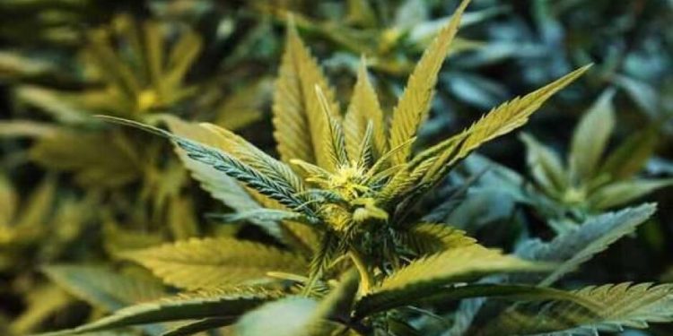 Parcela me kanabis në Greqi, zbulohet pas një viti pronari shqiptar