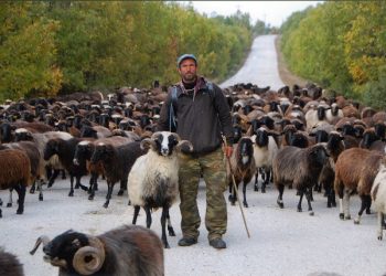 E pazakontë në Greqi/ Tufa e deleve konsumon 100 kg kanabis
