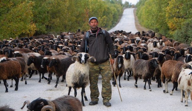 E pazakontë në Greqi/ Tufa e deleve konsumon 100 kg kanabis