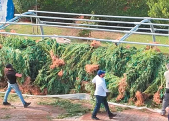 “Nami” me drogë në Vlorë, zbulohen 4900 rrënjë