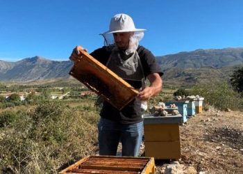 La emigrimin për vendlindjen, 28-vjeçari prodhon mjaltë në Dukat