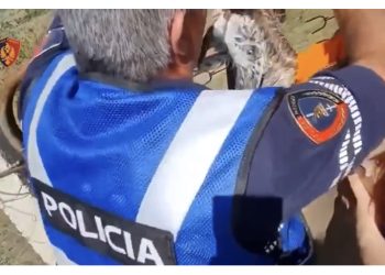 Policia shpëton shqiponjën në Përmet, mbetet mister kush e keqtrajtoi