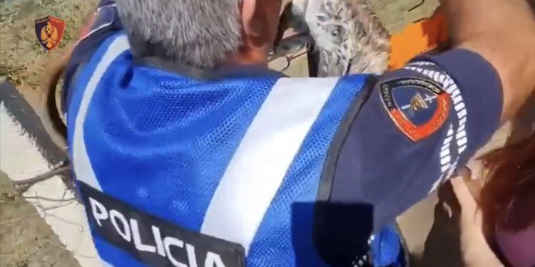 Policia shpëton shqiponjën në Përmet, mbetet mister kush e keqtrajtoi