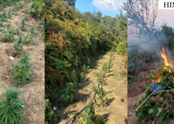 Zbulohet parcela me kanabis në Himarë, hetimi për kryeplakun dhe punonjësin e shërbimit pyjor
