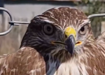 Pamje të rënda nga Përmeti, gazetari denoncon kryqëzimin e shpendit në Buhal (VIDEO)