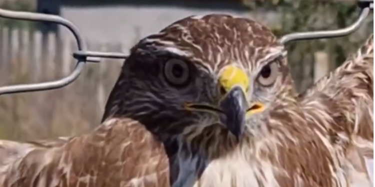 Pamje të rënda nga Përmeti, gazetari denoncon kryqëzimin e shpendit në Buhal (VIDEO)