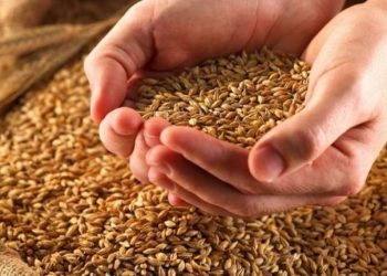 Rezervat e shtetit, bosh, KLSH: Nuk ka grurë, asnjë litër ujë e karburant