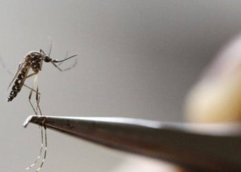 Greqi, shkon në 20 numri i të vdekur nga virusi i Nilit Perëndimor