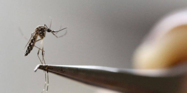 Greqi, shkon në 20 numri i të vdekur nga virusi i Nilit Perëndimor