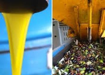 Bie prodhimi i vajit të ullirit, fermerët: Importi na ka dëmtuar