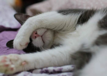 Pse macet mbulojnë fytyrën kur flenë?