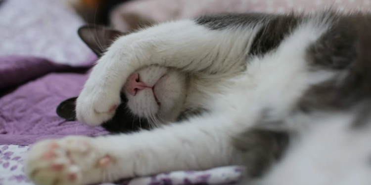 Pse macet mbulojnë fytyrën kur flenë?