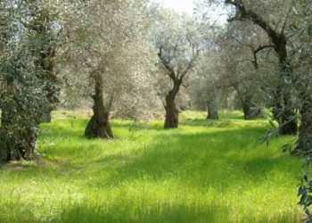 Tragjike në Greqi/ Shqiptarit i bie pema e ullirit sipër, ndërron jetë