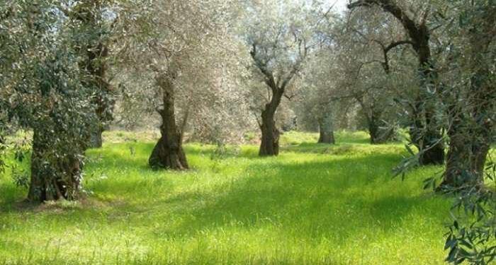 Tragjike në Greqi/ Shqiptarit i bie pema e ullirit sipër, ndërron jetë