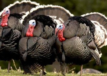 “Çmenden” çmimet për festa, ja sa kushton 1 Kg gjel deti