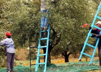 “S’ka kush na vjel ullinjtë” – Greqia në krizë për punëtorë, ministri i Emigracionit jep lajmin e mirë për shqiptarët