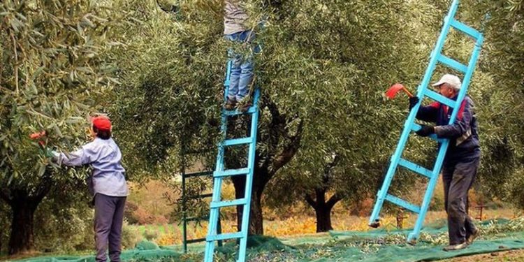 “S’ka kush na vjel ullinjtë” – Greqia në krizë për punëtorë, ministri i Emigracionit jep lajmin e mirë për shqiptarët