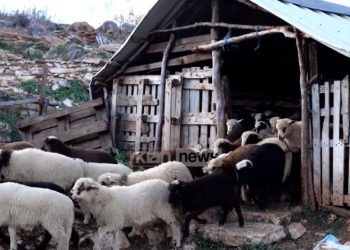 Shqipëria po zbrazet edhe nga mjekët veterinarë, shifra dramatike