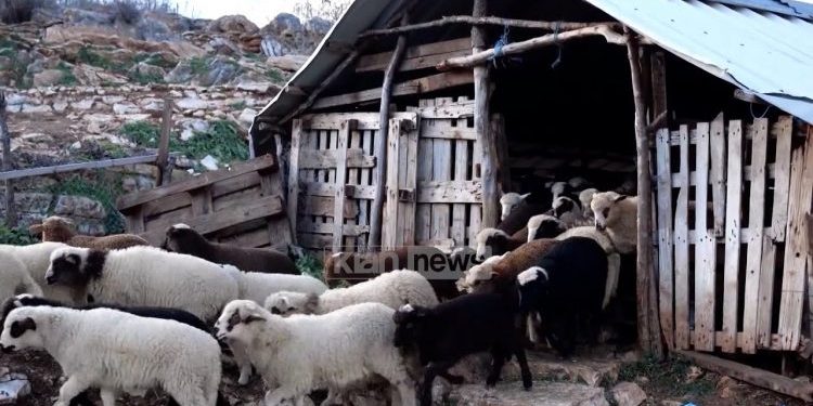 Shqipëria po zbrazet edhe nga mjekët veterinarë, shifra dramatike