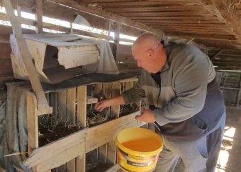 La Italinë, për të rritur rosa në Shqipëri, njihuni me Ardianin