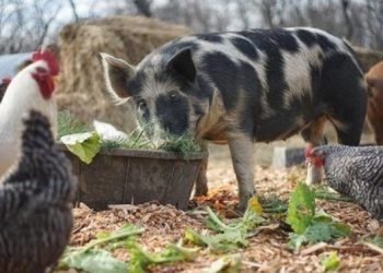 Murtaja afrikane, Shqipëria ndalon importin e derrave dhe pulave nga disa vende të prekura