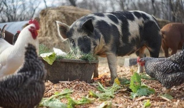 Murtaja afrikane, Shqipëria ndalon importin e derrave dhe pulave nga disa vende të prekura