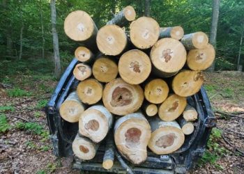 Memaliaj, policia kap të riun që kishte prerë dru pa leje