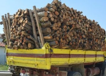 Po transportonte dru të prera pa leje, ndalohet 58-vjeçari nga Përmeti
