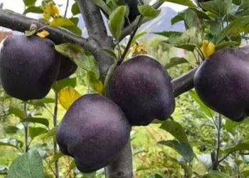 15 mijë ton mollë mbeten në stok, fermerët në juglindje janë goditur nga importi