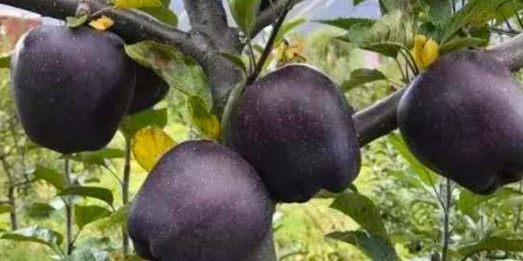 15 mijë ton mollë mbeten në stok, fermerët në juglindje janë goditur nga importi