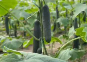 Ankohen fermerët e kastravecit: Çmimi shumë i ulët, nuk mbulojmë dot kostot (VIDEO)