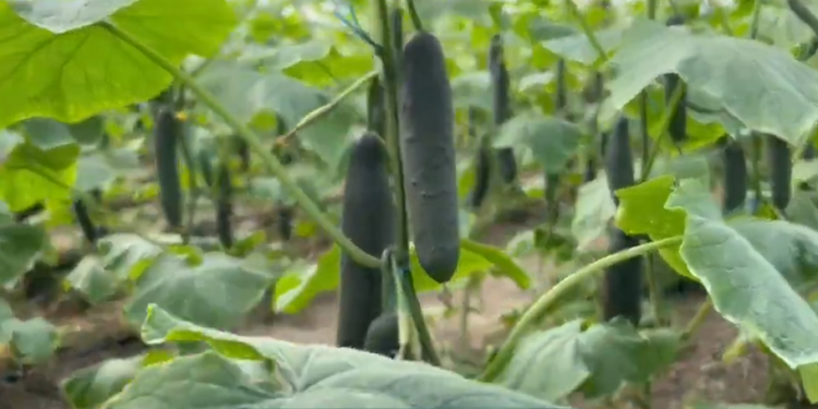 Ankohen fermerët e kastravecit: Çmimi shumë i ulët, nuk mbulojmë dot kostot (VIDEO)