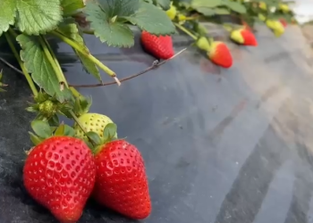 Fermerët e luleshtrydhes në vështirësi: S’ka punëtorë, s’ka çmim, s’ka as lekë (VIDEO)