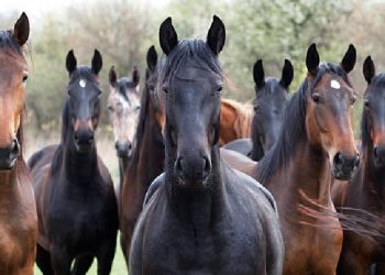 4 të arrestuar nga policia e Gjirokastrës, si u zbulua vjedhja e 14 kuajve në Qafë Muzinë