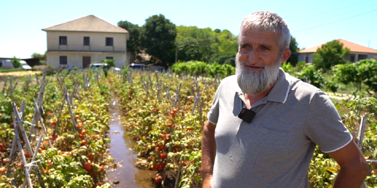 Historia e pazakontë e fermerit: Shita 24 ton qepë përmes ‘Facebook’