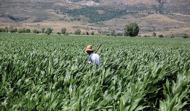 Po na mbysin importet