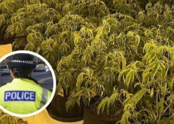 Kapet sasi e madhe droge në Skoci, dyshohet se janë të përfshirë 6 shqiptarë