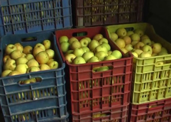 Pse molla e Shqipërisë del më shtrenjtë në treg se ajo e Serbisë