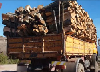 Përmet, kapen në flagrancë dy persona që transportonin dru zjarri
