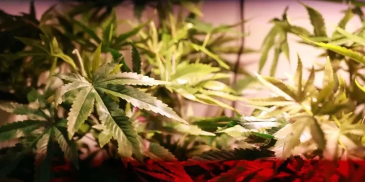 Ish-polici nga Saranda arrestohet për kultivim kanabisi në Skoci: Më kërcënoi gangsteri që arrestova në Shqipëri (Emri)