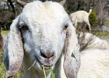 E pazakontë! Ishulli italian po dhuron dhitë, tejkalojnë numrin e njerëzve