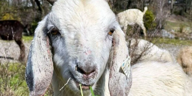 E pazakontë! Ishulli italian po dhuron dhitë, tejkalojnë numrin e njerëzve