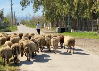 Ulet çmimi i qumështit, blegtorët në vështirësi: Po sjellin produkte nga jashtë