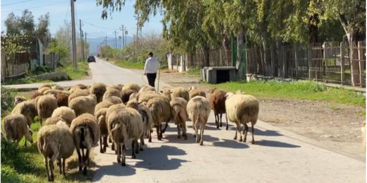 Ulet çmimi i qumështit, blegtorët në vështirësi: Po sjellin produkte nga jashtë